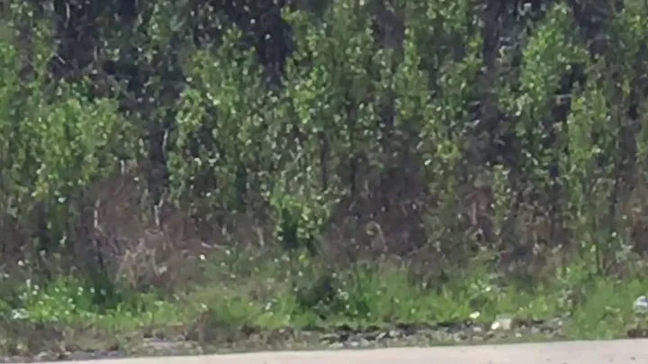 Florida Black Panther Macon, Georgia 3-10-17