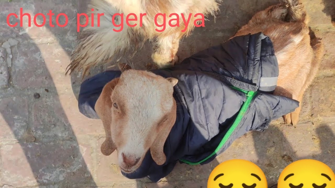 lahore main dehat choto pir gir gaya