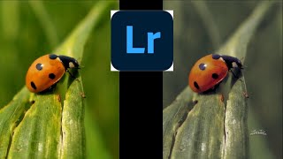 How to Change Tone of the  Color With The Help OF Lightroom |Part -4|Editing Tutorial | #photog_aman screenshot 4