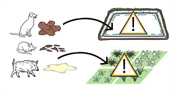 GAP Part 1: Farm Review - Thai