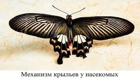 Механизм крыльев у насекомых