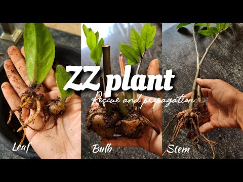 ZZ plant rescue and propagation!| ZZ plant propagation from leaf bulb and  stem - YouTube