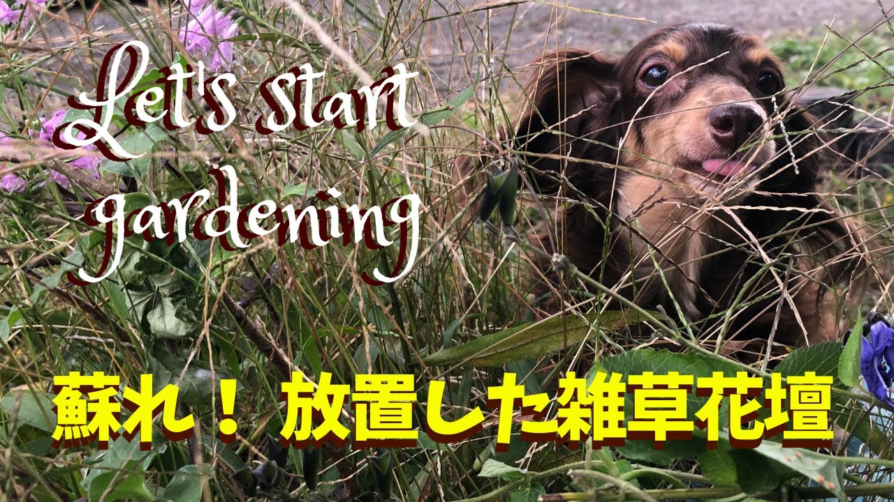 ガーデニング 放置した雑草花壇 恐ろしいドクダミを駆除して花壇の復活に挑戦 Youtube