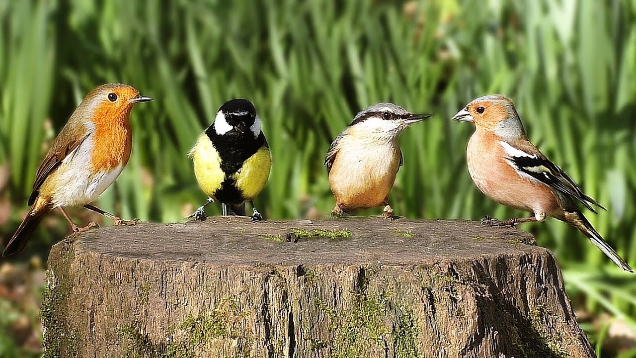 Звуки птиц. Sound Effect of Birds. Birds are real. Birdy in the morning.