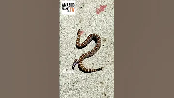 Отрубленная Голова Гремучей кусает себя. The severed head of a rattlesnake biting itself