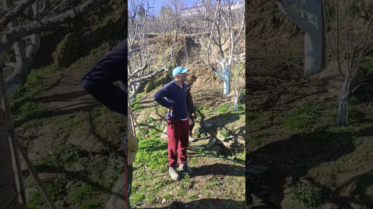 RMS SCIONWOOD ORCHARD  l THE APPLE BLOOM l SANJEEV CHAUHAN l