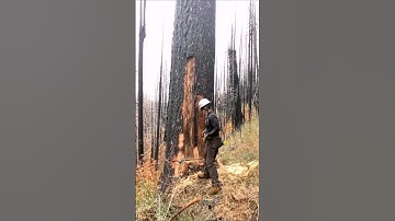 The Transportation Revolution Is Here #trending #funny #shorts