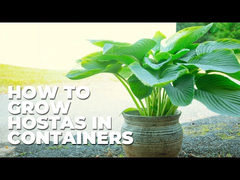 Video: Groeiende Hosta's In Containers