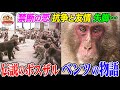 【感動秘話】伝説のボスザル・ベンツ!禁断の恋に落ちボスから最下位に失脚...どん底から這い上がる波乱の生涯!その若き日に密着した貴重映像(高崎山・ベンツの物語1)【どうぶつ奇想天外/WAKUWAKU】
