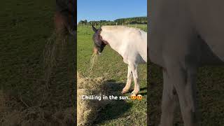 Pretty boy #equestrians #horse #horses #horseriding #horserider #horsegirl #horsegirls #equine