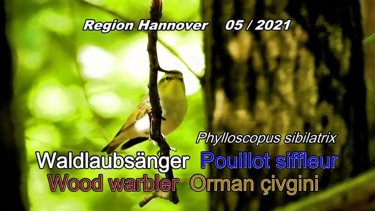 Waldlaubsänger – Pouillot siffleur – Wood warbler – Orman civgeni (Phylloscopus sibilatrix)