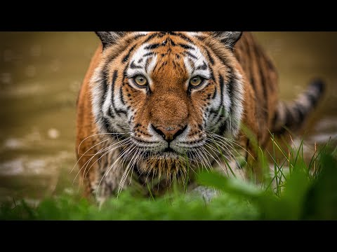 Siberian Tigers - Big Cats Wild Dcumentary (HD 1080p)