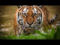 Siberian Tigers - Big Cats Wild Dcumentary (HD 1080p)