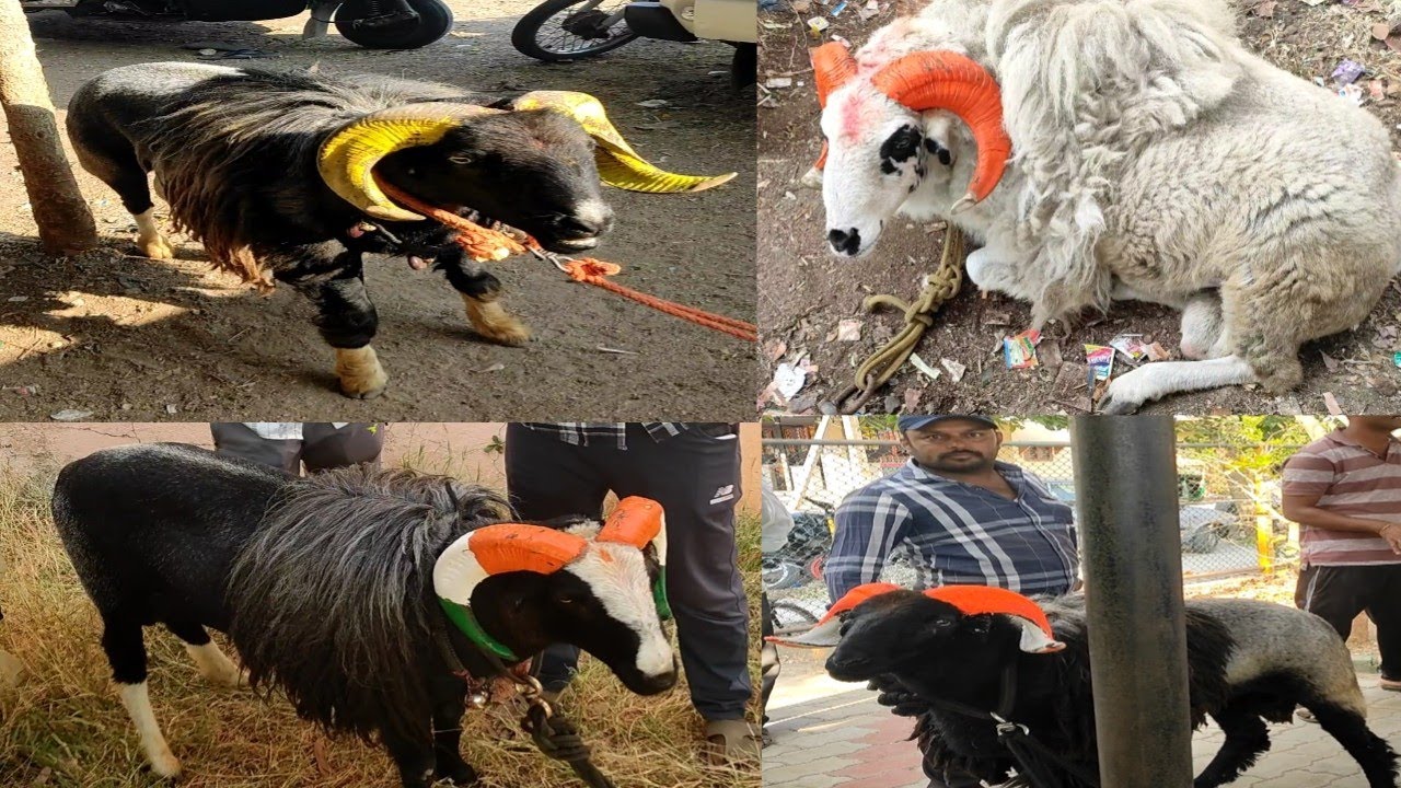 ದಾವಣಗೆರೆ ದುರ್ಗಮ್ಮನ ಕಣ 8 ಹಲ್ಲು.. Part 2