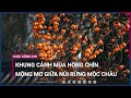 Chiêm ngưỡng khung cảnh mùa hồng chín mộng mơ giữa núi rừng Mộc Châu | VTC Now