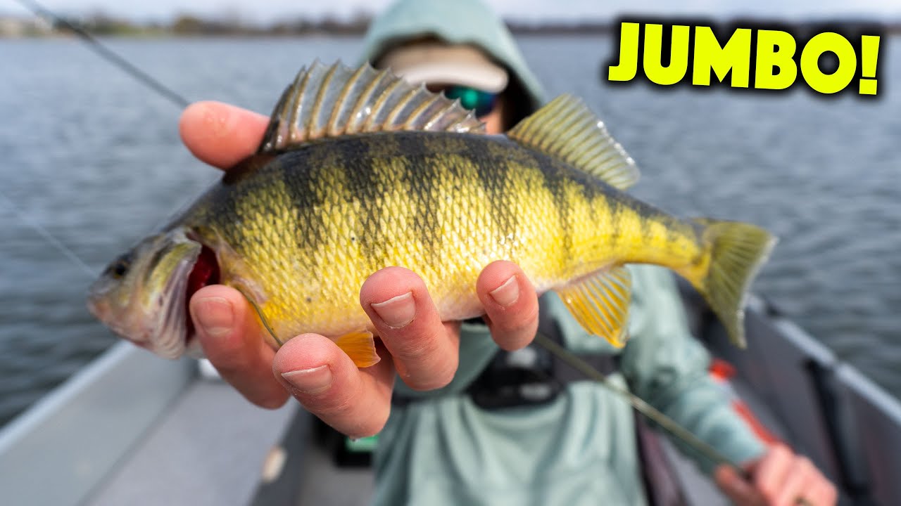 We Found Some BIG YELLOW PERCH On The Double Jig Rig! 