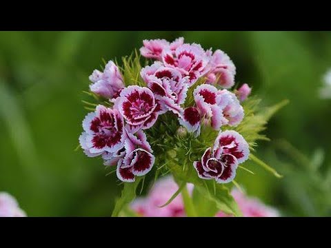 Video: Biljke za turske vrtove - Kako uzgajati turski vrt začinskog bilja