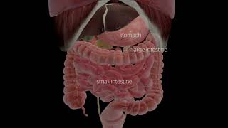 Gastric Bypass Animation, Grand Strand Bariatric Surgery