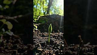 Tendrils growth #timelapse #plantgrowth #shortsfeed