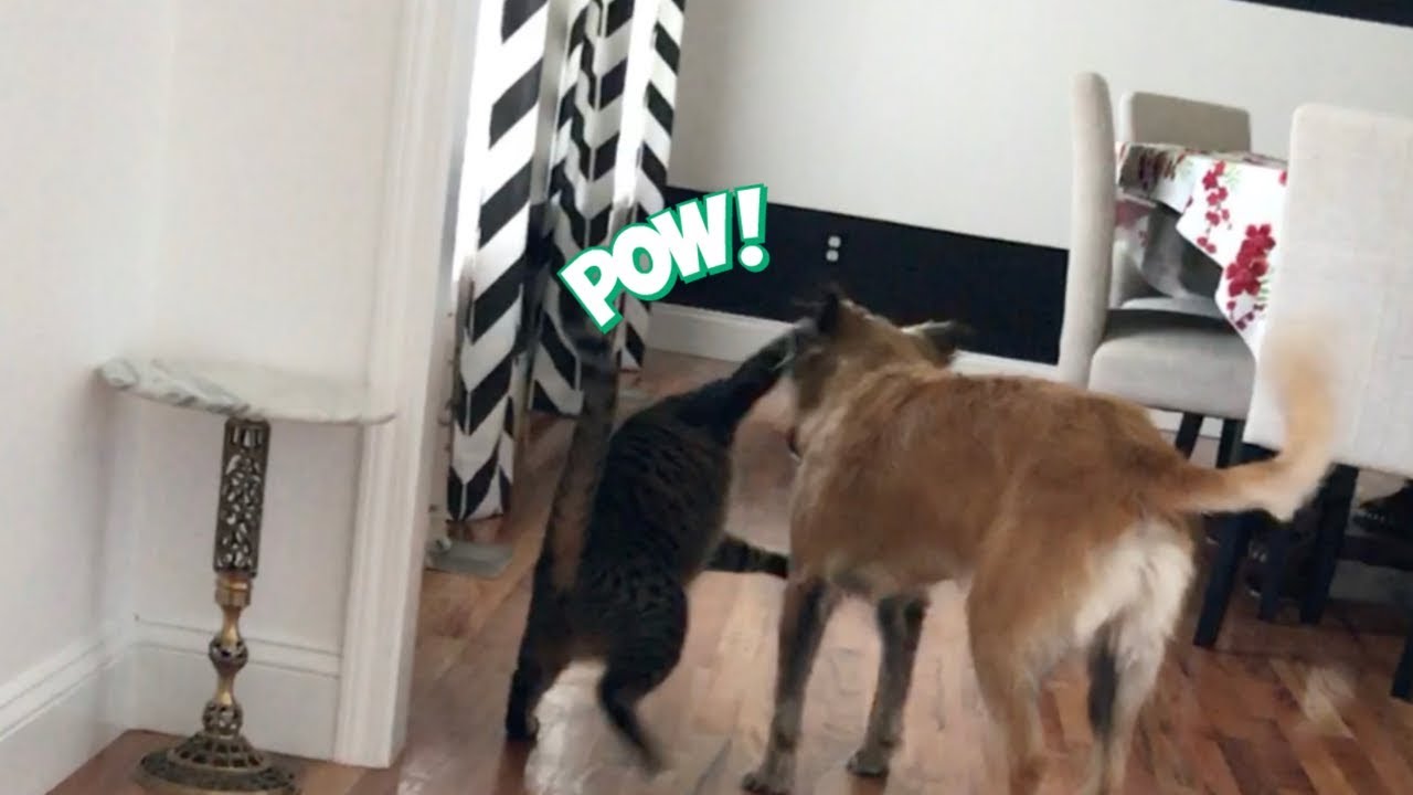 Cat Slap Dogs Face YouTube