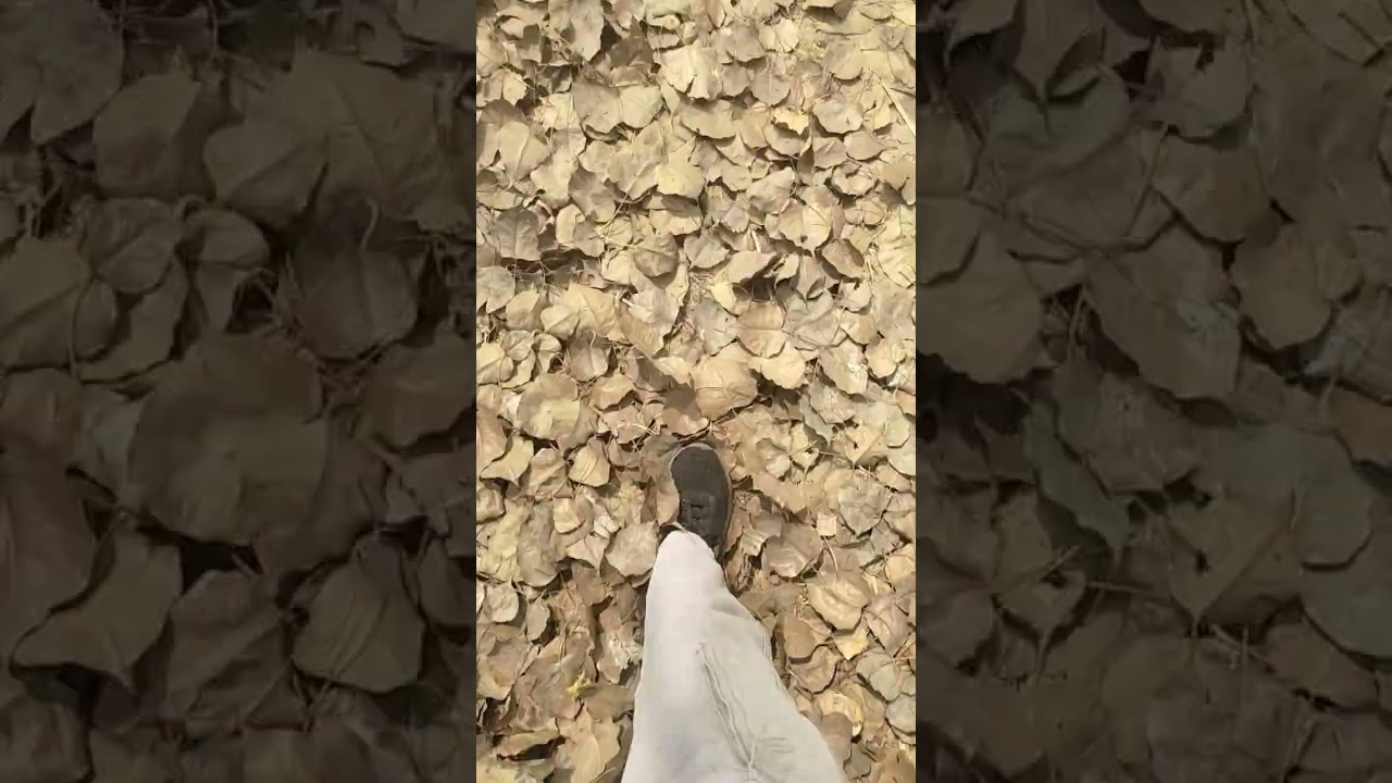 Walking on dry🍂 leaves ASMR 