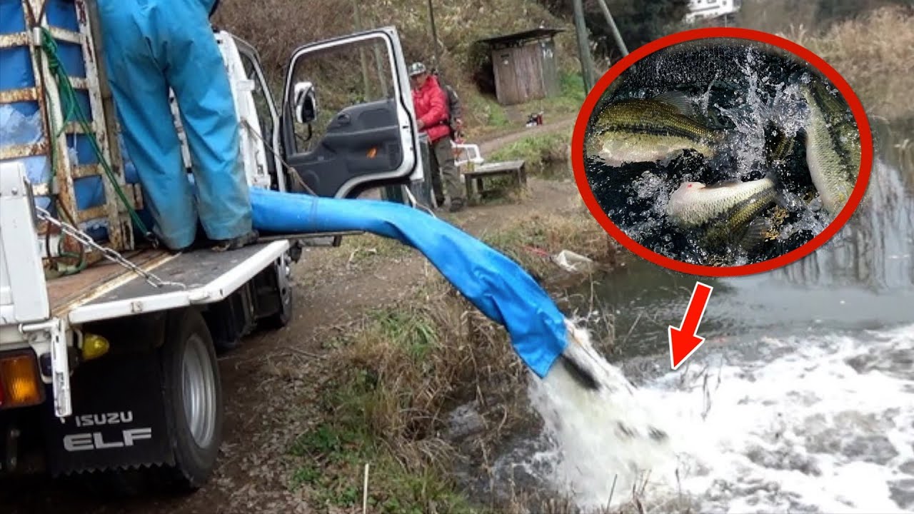 A large number of black bass were released into the sacred lake
