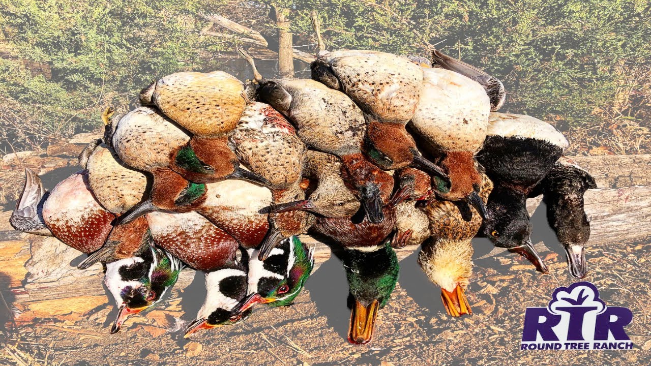 Opening Weekend Success - Kansas Duck Hunting 2020