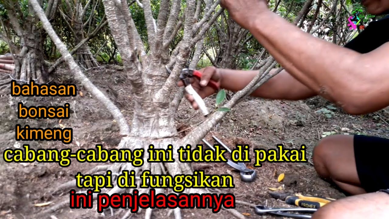 program bonsai kimeng gabungan tahap seleksi mahkota dan cabang