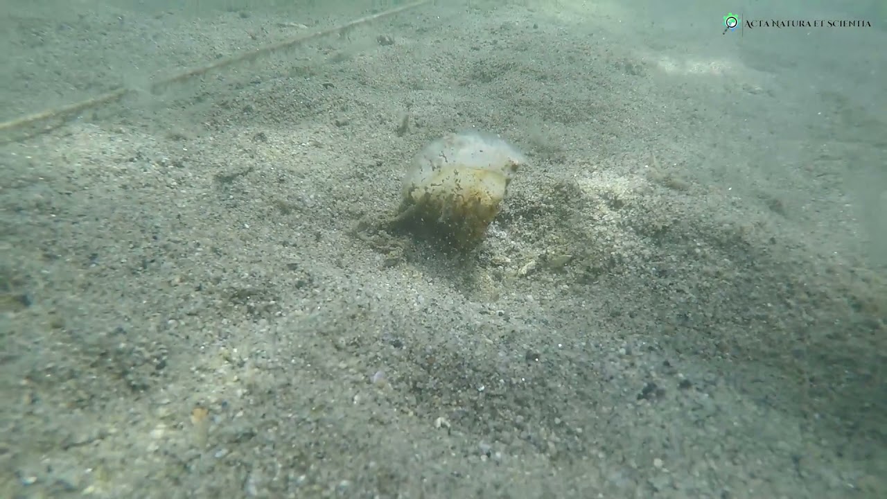 Pinna nobilis: Newly recruited healthy juveniles in the Marmara Sea during the mucilage event