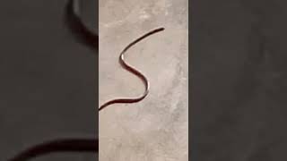 Snake ka baby humre ghr aaya 😒 #Sbake #snakevideo #snakebite #ogod