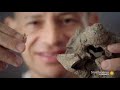 Paleontological Discoveries and Insights