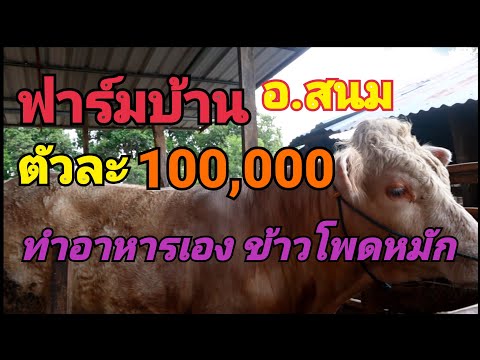 ep58การทำอาหาร ต้นข้าวโพด การเลี้ยง วัวชาร์โรเล่ เลือด100 Charolais บราห์มัน Bramini 牛 奶牛 วัวสวย