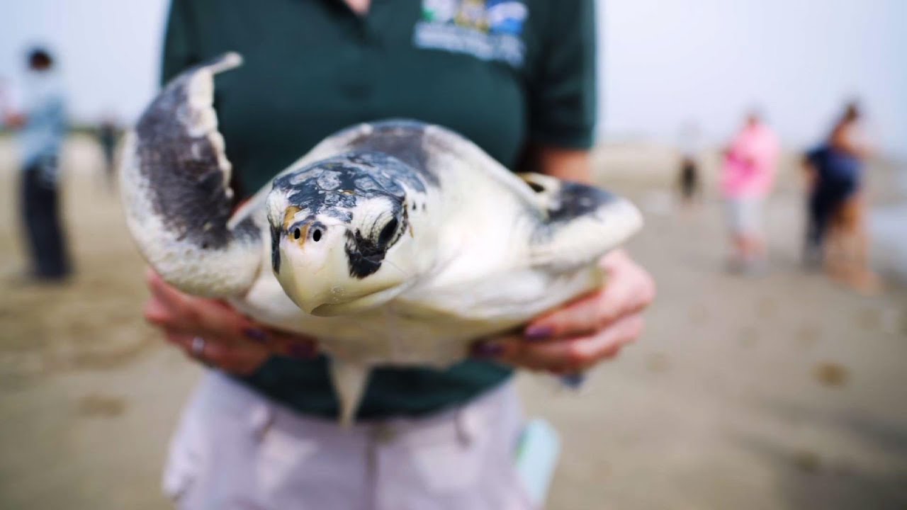 Rescued sea turtles released into Gulf of Mexico - YouTube
