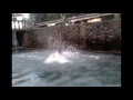 Magic Vine