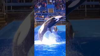 SeaWorld San Antonio Texas #familyvacation #seaworldsanantonio #relaxing