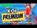 KOI BEGINI SUSAH DICARI‼️ BODY SUPER BULLY &amp; PUNUK GILA🔥 ASLI AKF KEDIRI BERSERTIFIKAT 💯