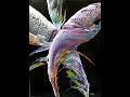 DA11 Violet Feathers (1) Acrylic Pour Art with Sandra Lett 012118