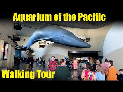 Video: Aquarium of the Pacific - En guide till Long Beach Aquarium