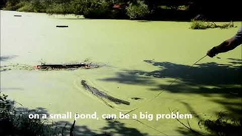 Floating Aquatic Weeds Affordable Solution Video