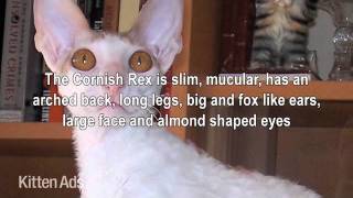 Kittenads breed guide to Cornish Rex Cats