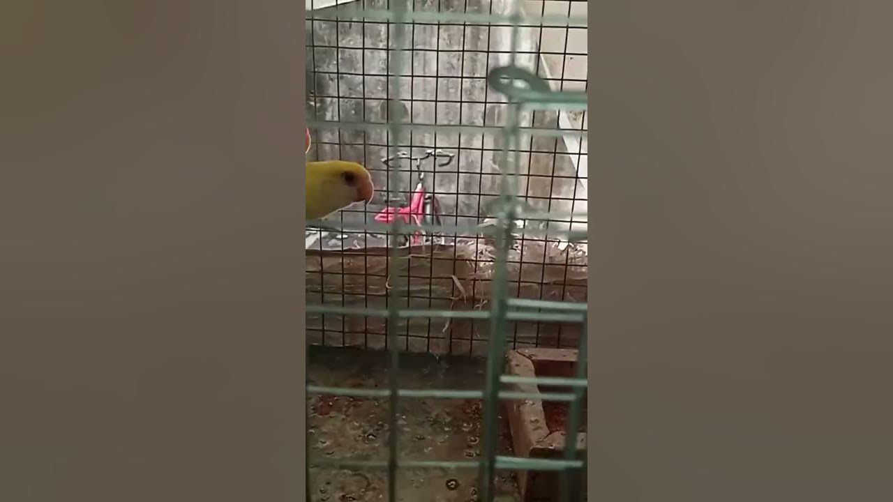 love bird laying egg 1st time shorts YouTube