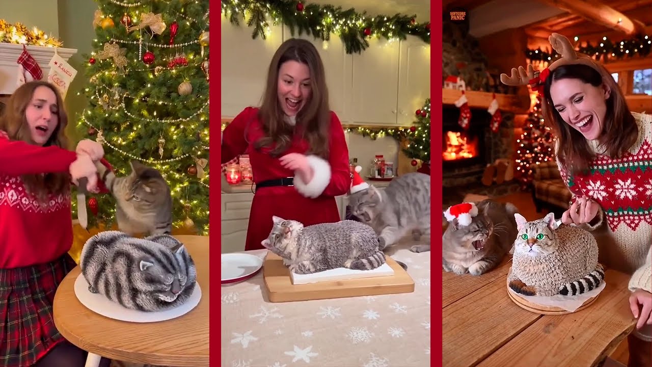 TOP 10 Cat Attacks Cake and Owner #1 | Softcore Panic