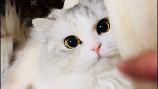 愛猫の黒目がカラスに奪われました…平和的な動画です【スコティッシュフォールド】
