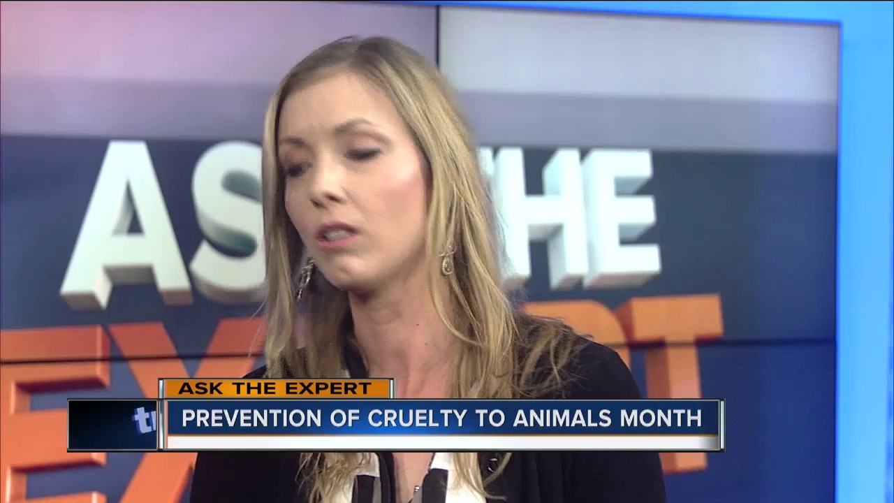Ask the Expert: Prevent animal cruelty