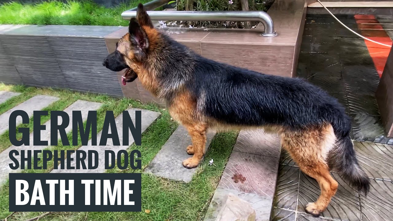 kolenda german shepherds