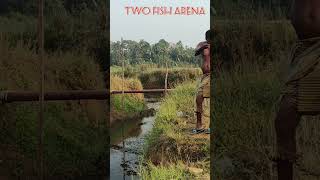 kerala river fishing best live bait for snakehead #snakehead #riverfishing