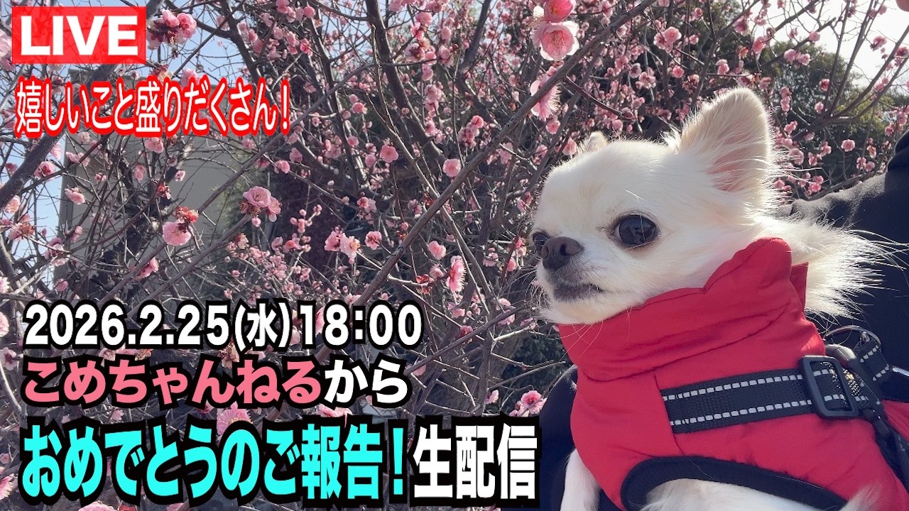 【こめちゃんねるからのおめでとう】生配信