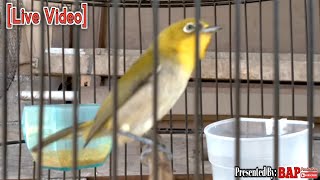 PANCINGAN PLECI MONTY OMBYOKAN