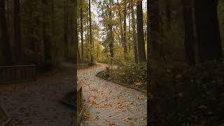 Fall Hike | Chessie's Trail 3 #shorts