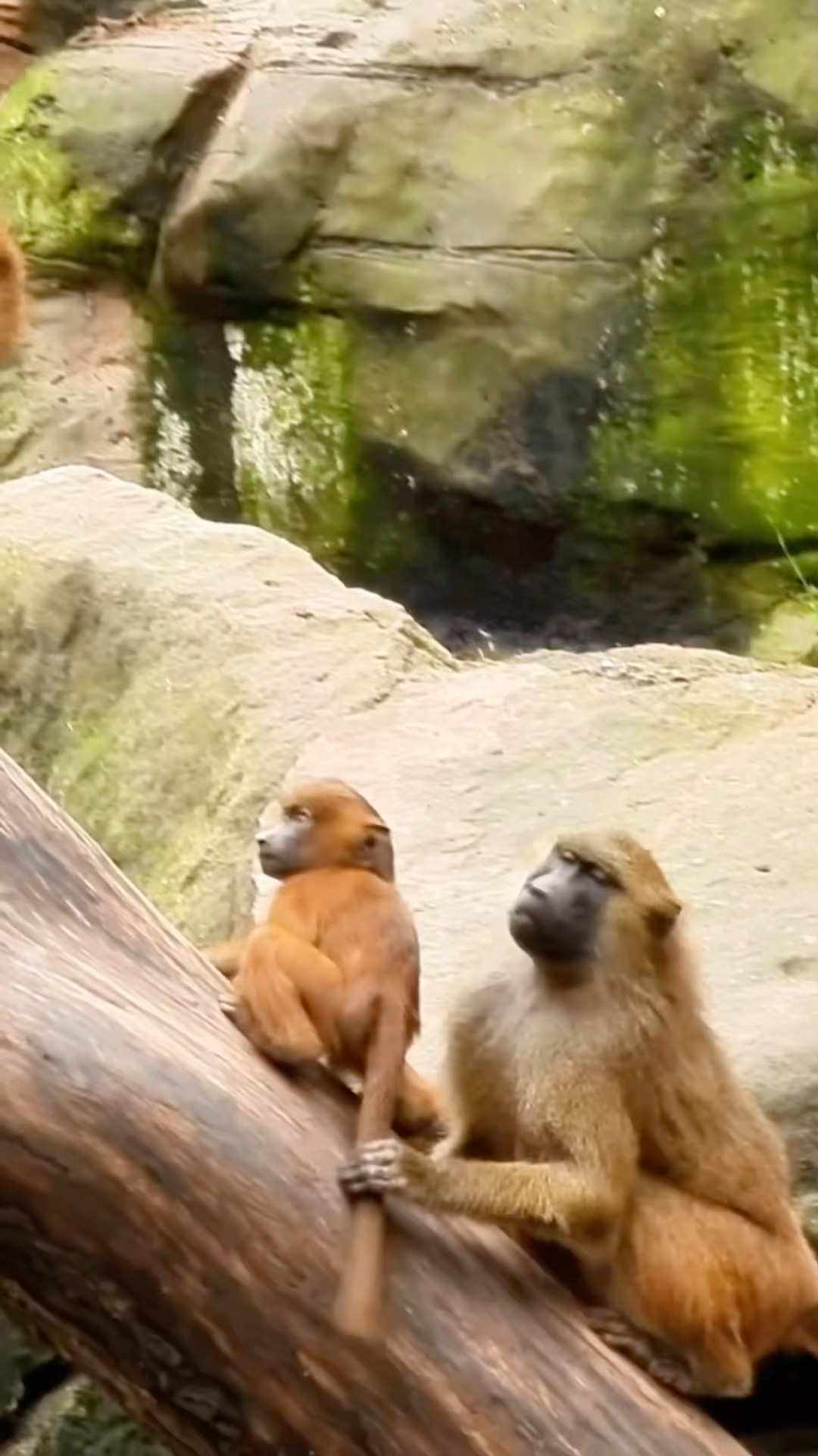 Active Little Monkey